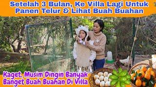 Kaget.. Ke Villa Buah Buahan Lebat Langsung Panen Panen