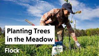 FRUITING & FLOWERING TREES in the Meadow — Ep. 254