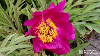 Pivoine officinale (Paeonia officinalis)