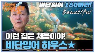 ‘비단잉어’ 헤엄치는 숨은 보석에 푹 빠져서 사는 사람 #순간포착세상에이런일이 #WhatonEarth #SBSstory