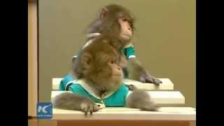 Japanese macaques go to school in E China