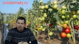 Анонс прямого эфира