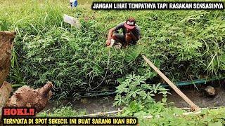 LAGI ASIK MANCING NILEM DI SELOKAN KECIL || TIBA TIBA DI SAMBAR IKAN BERACUN AUTO KAGET