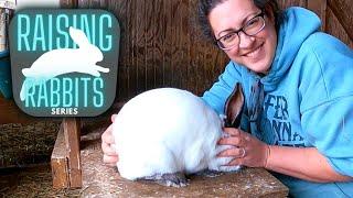 Raising Meat Rabbits:  Identifying and Buying Quality Breeding Stock