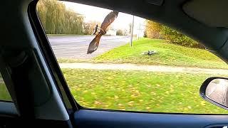 Harris Hawk Hunting Magpies #8