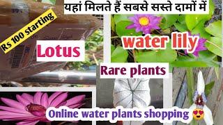 cheapest online shopping ,water lily, caladium and rare plants