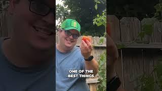 Growing Tomatoes is Good For Mental Health