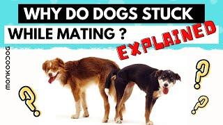 Why do dogs get stuck after mating? 3 stages of Mating explained.