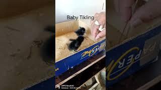 Baby Wild Tikling #meskipops  #birds #tikling #babybird