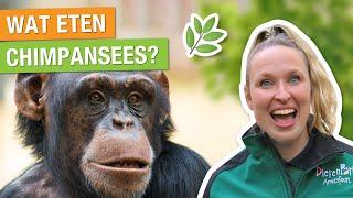 ZO SLIM ZIJN CHIMPANSEES!  KIJK MEE ACHTER DE SCHERMEN!  | Carlijns Dierenvraag #43