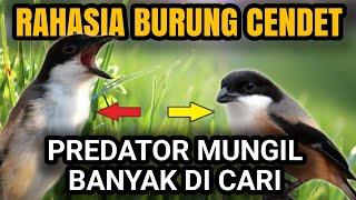 DI BALIK RAHASIA CENDET GACOR BERDIRI TEGAP‼️