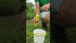 Саженцы пионов почти бесплатно! Как вырастить пионы из черенков
