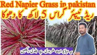 Red Napier Grass in pakistan // Seeds Red napier grass punjab // Red Napier Grass fraud in Pakistan