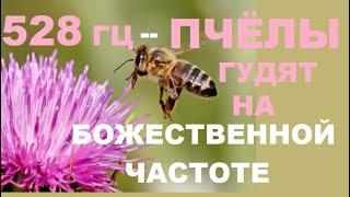 ПЧЁЛЫ ГУДЯТ НА ЧАСТОТЕ 528 ГЦ-ЧАСТОТА ЛЮБВИ И ГАРМОНИИ.ВОССТАНАВЛИВАЕТСЯ  СОН И ДУШЕВНЫЙ ПОКОЙ