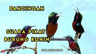 SUARA PIKAT BURUNG KONIN atau KOLIBRI NINJA || PANCINGAN KONIN DI ALAM,, TERBUKTI AMPUH.