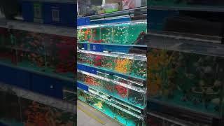 ️ ornamental fish kerala . all India delivery available only wholesale 9037560708