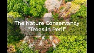 Client Video: Trees in Peril for The Nature Conservancy