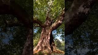 The Magdalen plane - a 221-year-old tree at Magdalen College