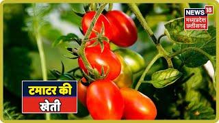 Annadata | Tomato Farming| टमाटर की खेती के बारे में जाने आवश्यक जानकारी