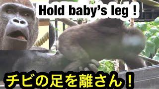 Dad Gorilla grabs baby's leg for lovingおいでや！父ゴリラは赤子の足を掴んで愛したいのだぁ 【京都市動物園】gorilla ゴリラ