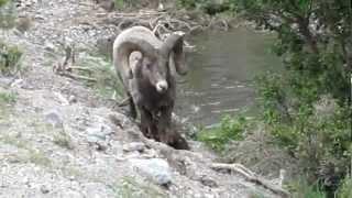 Big Horn in Jasper National Park ( Alberta Canada )