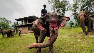 এয়াই কাজিৰঙা ! চাৰিওফালে কেৱল হাতীয়েই হাতী - Elephants in Kaziranga National Park