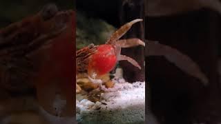 Red Claw Crab Care Guide