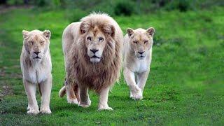 Львы хулиганы (Документальные фильмы National Geographic HD)