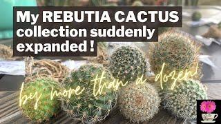 My Rebutia collection got a BIG BOOST! | New cacti in the mail | #cactus #rebutia