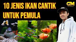 10 JENIS IKAN HIAS CANTIK UNTUK PEMULA! #ikanhias #ikan #aquarium