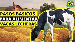 4 PASOS Basicos Para ALIMENTAR Vacas LECHERAS|PasionPecuariaRD