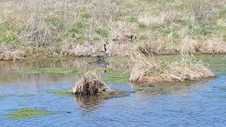 Canadian Geese nest box