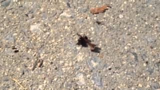 Bee wrestles a maple seed