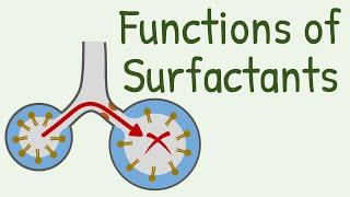 Functions of Surfactants in Alveoli