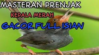 Masteran Prenjak Kepala Merah Gacor Full Isian 2021