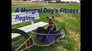 A Mongrel Dog's Fitness Regime