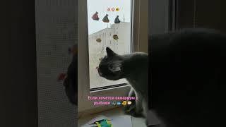 Кошка и рыбки #кошка #cat #funnycats #смешныекоты #кошки #кошкаиграет