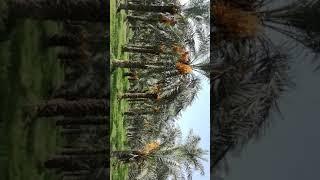 Famous place of Jhang Palm Trees Form (ڈوکا فارم)