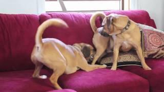 Hilarious Dog Video: Puggle Parkour!