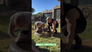 Animals Chiropractic #animals #snake #foryou #asmr #shorts