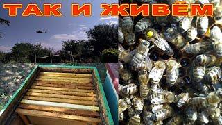 ПЧЁЛЫ ВЕРТОЛЁТЫ И СЕЗОН ФСЁ