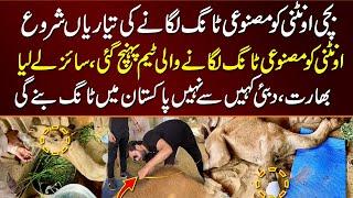 baby camel ko artificial leg lagane ki tayari shrow hogae | sangharleg cut camel latest update