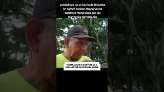 pobladores de un barrio de Diriamba en carazo buscan atrapara unasupuesta mona bruja