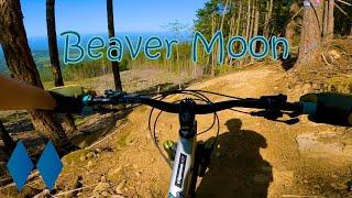 Beaver Moon | Port Angeles, WA | Big Sender | Mountain Biking