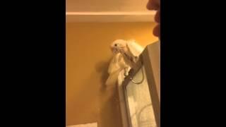Showering with goffins cockatoos - using the Periscope app