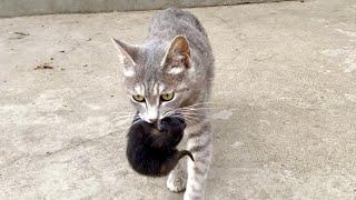 I'm so shocked! A stray cat brought her newborn kittens to my house asking for shelter.