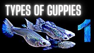 Guppy Fish Care – 50 Different Types of Guppies - Part 1