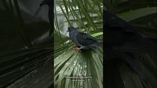 Pigeon Post: The Remarkable Messenger of the Skies. #shorts