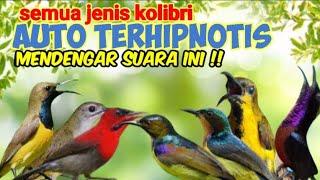 Suara Pikat Penghipnotis Semua Jenis Burung Kolibri