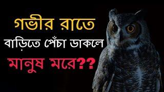 বাড়ির সীমানায় পেঁচা ডাকলে কি ঘটে? রাতে পেঁচা ডাকলে কি হয়